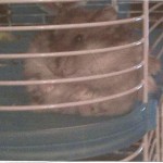 TINA le hamster de Asja 1^B