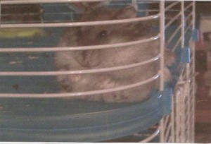 TINA le hamster de Asja 1^B